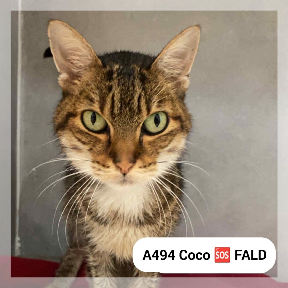 Lire la suite à propos de l’article Coco – SOS FALD