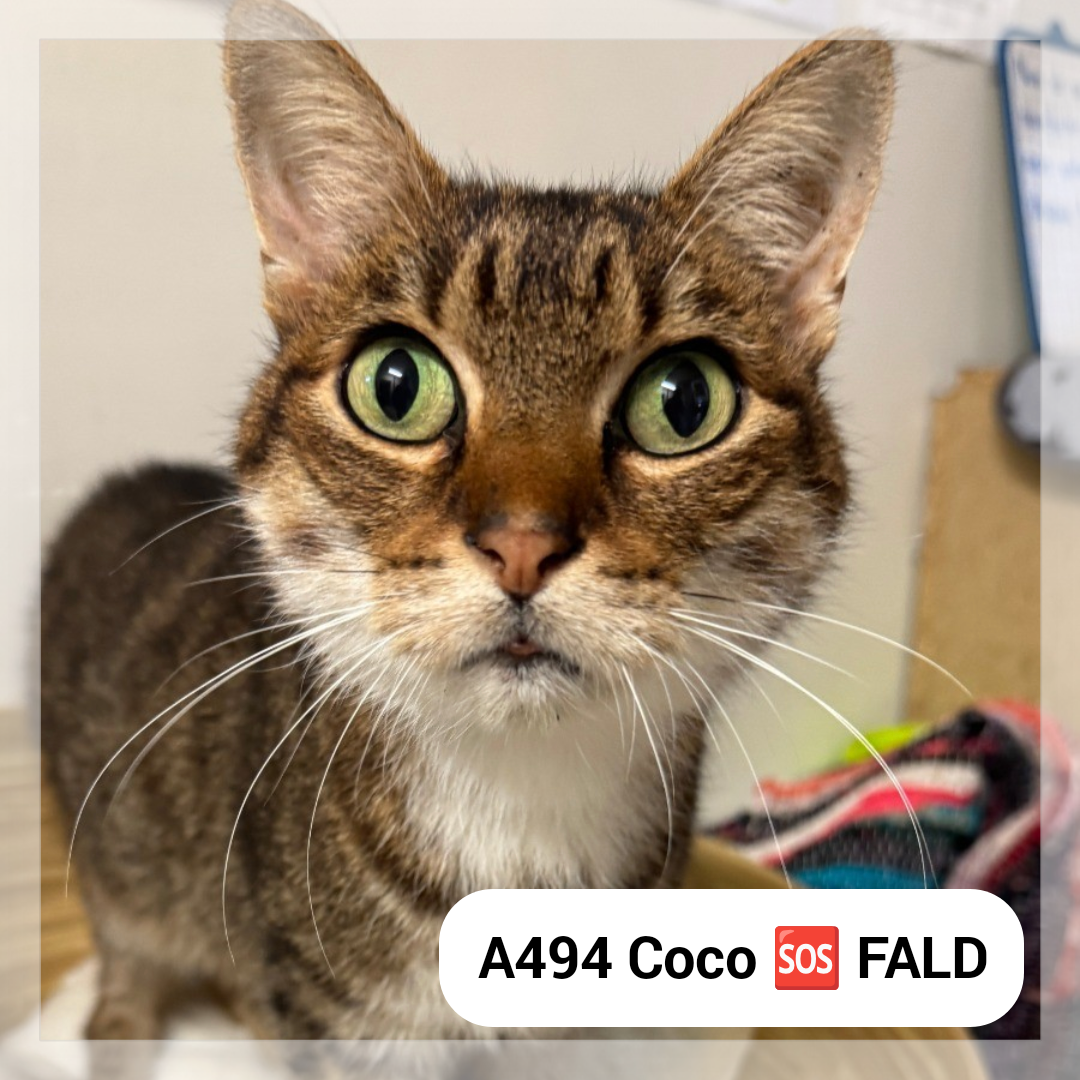 Lire la suite à propos de l’article Coco *SOS FALD*