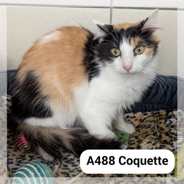 Coquette