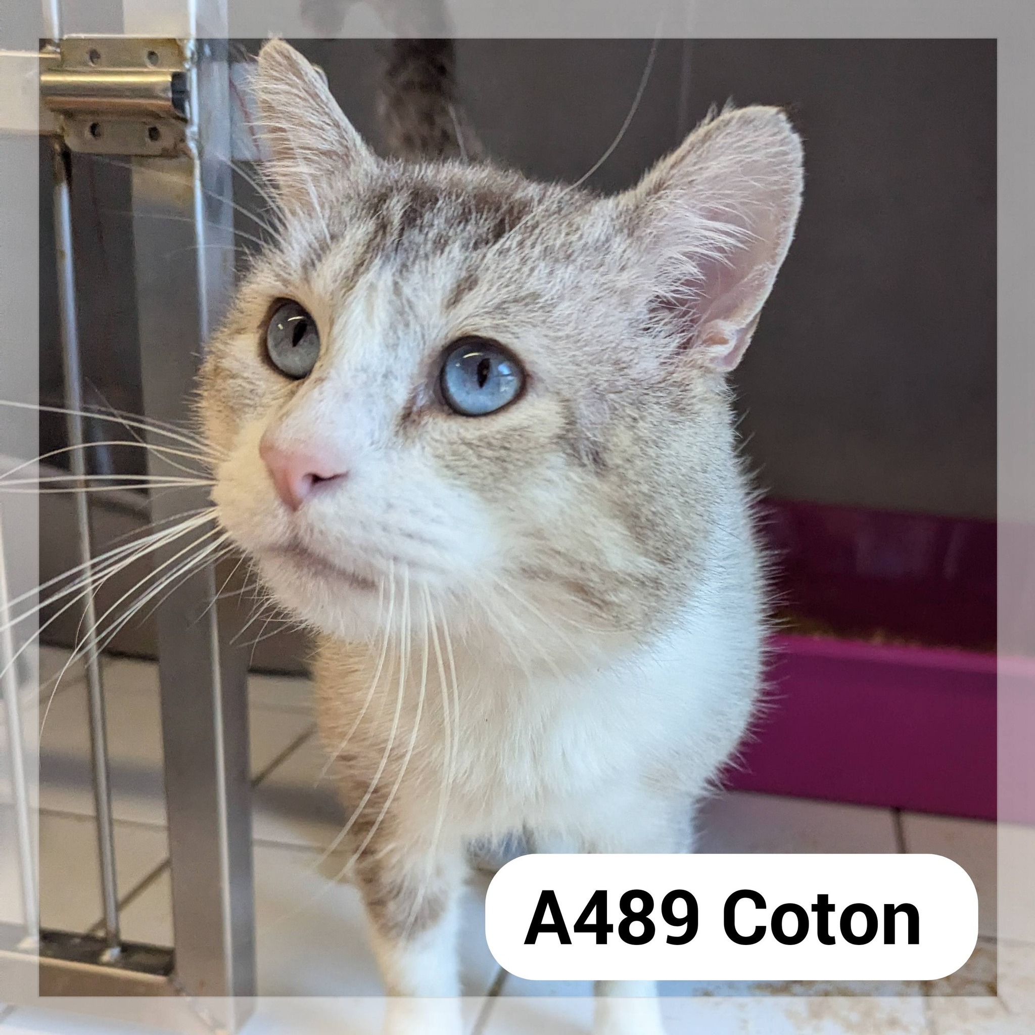 Lire la suite à propos de l’article Coton