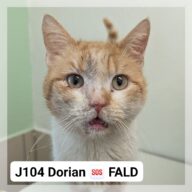 Dorian *SOS FALD*, chat à l’adoption à la SCPA de Carcassonne