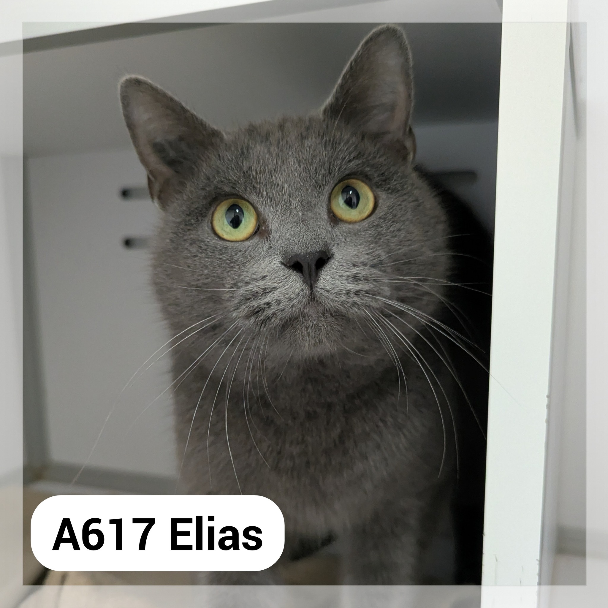 Lire la suite à propos de l’article Elias