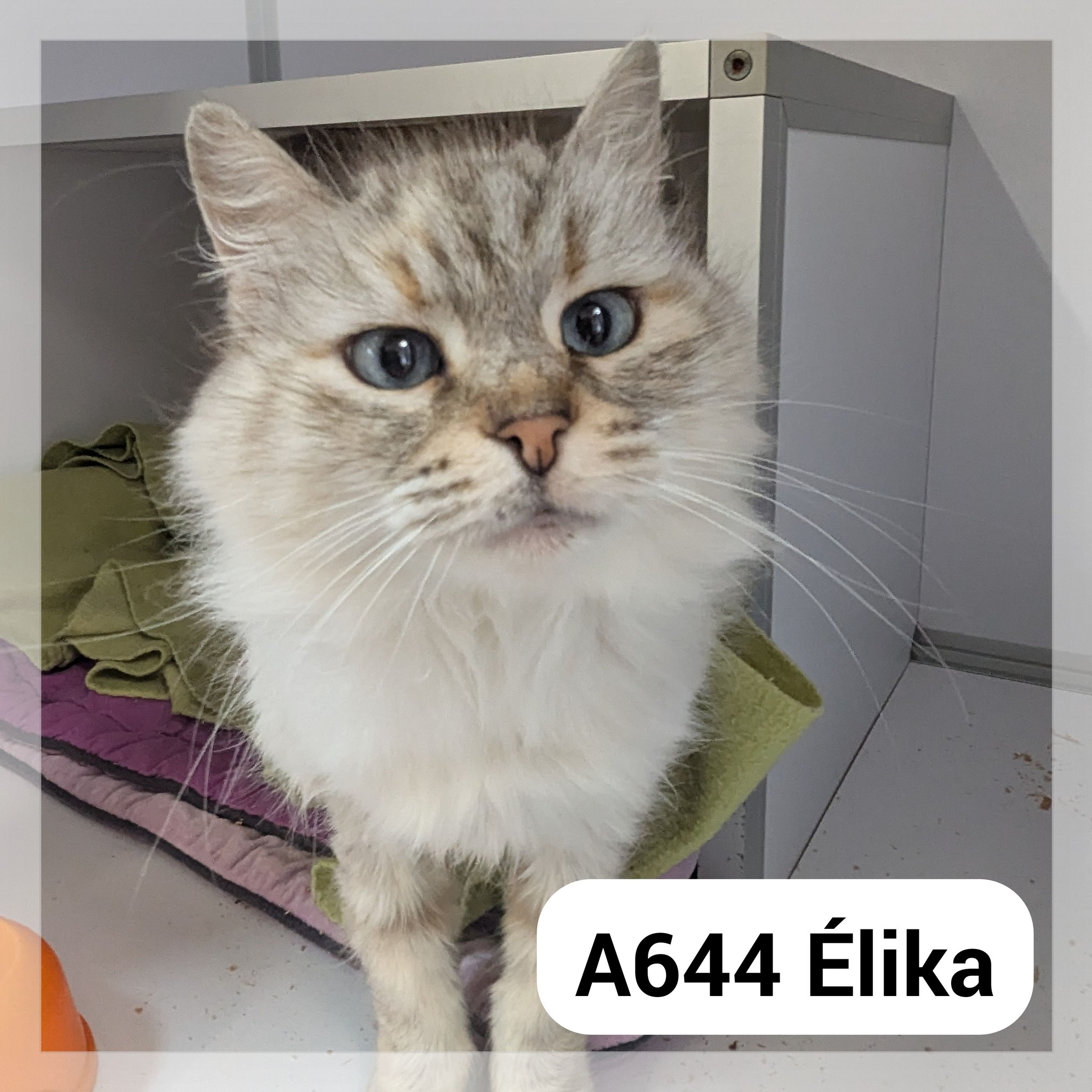 Lire la suite à propos de l’article Élika