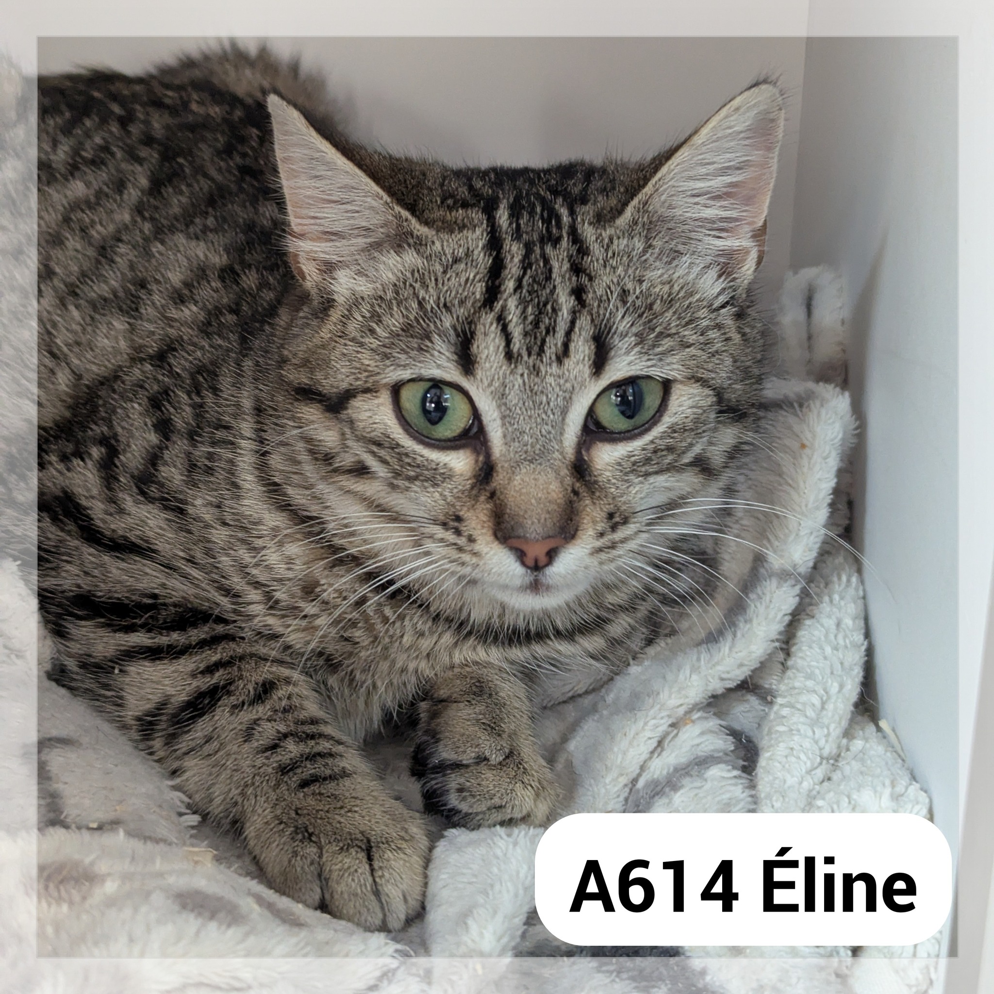 Lire la suite à propos de l’article Eline