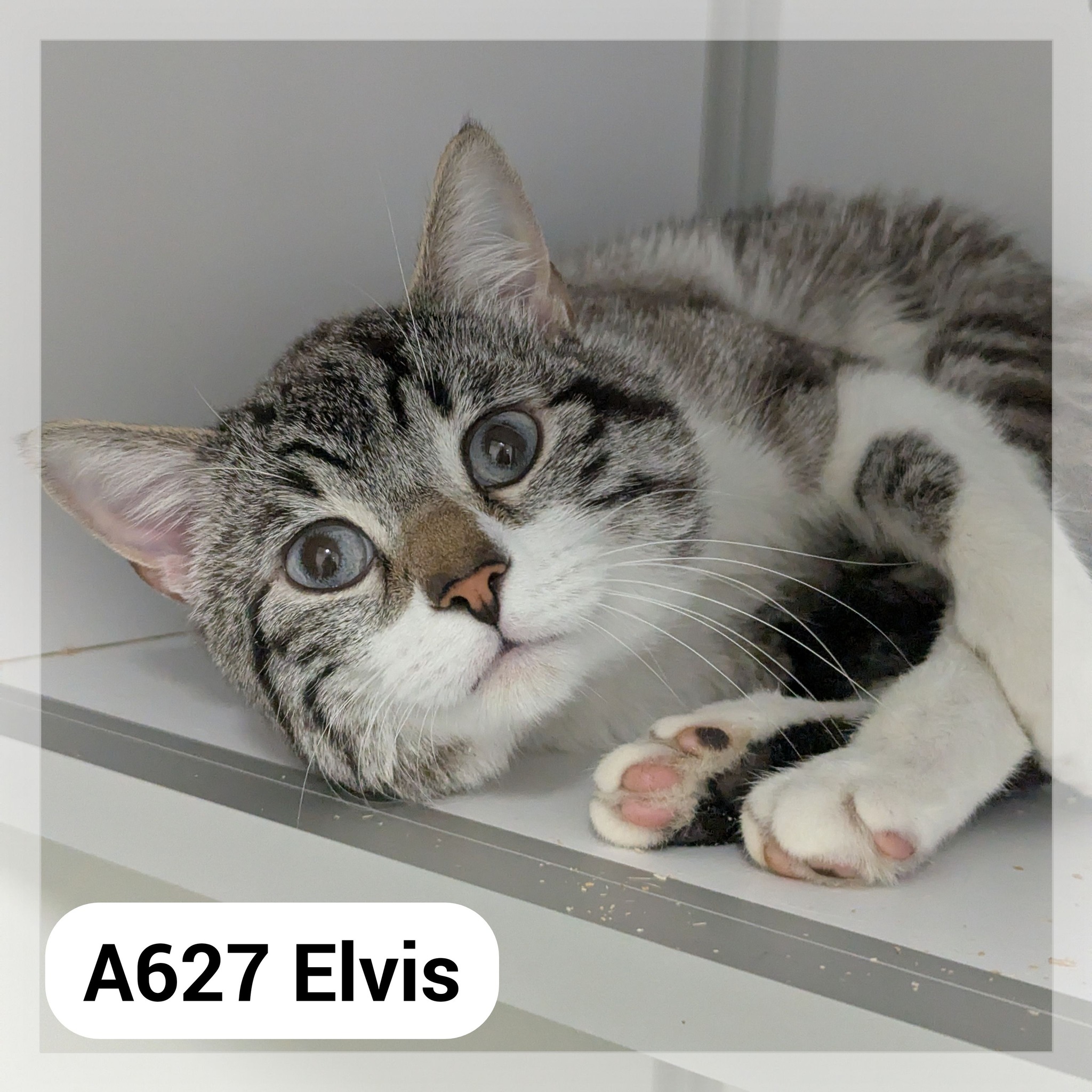 Lire la suite à propos de l’article Elvis