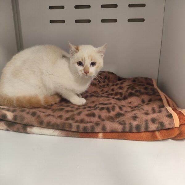 15/12 – FOURRIÈRE – A645-FO 25/12