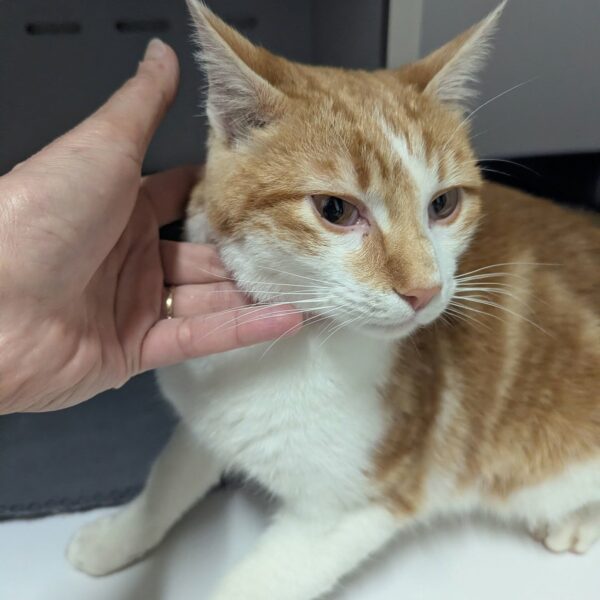 22/12 – FOURRIÈRE – A655 FO 02/01