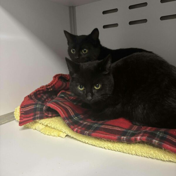 20/12 – FOURRIÈRE – A652 + A653-FO 30/12