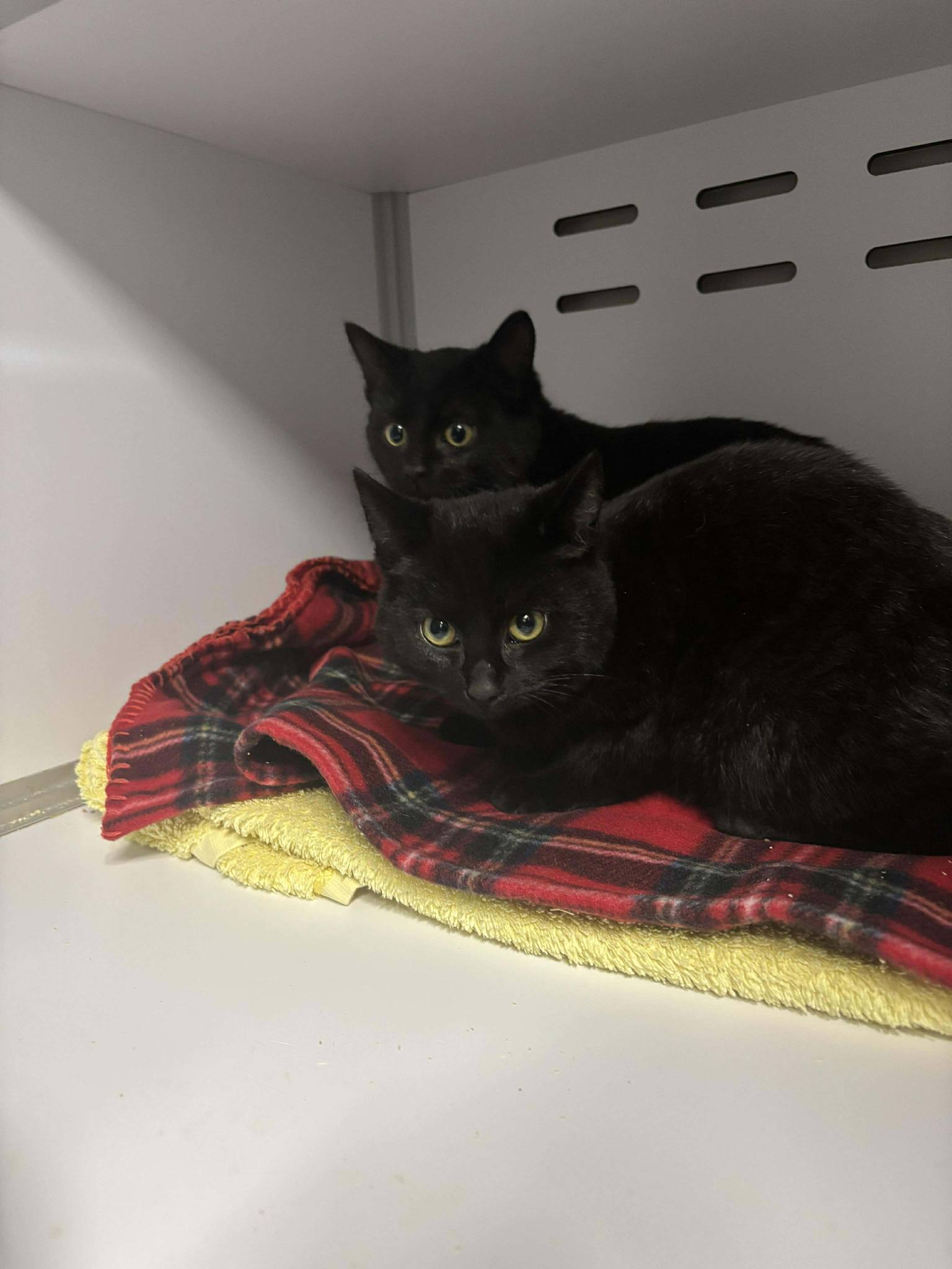 Lire la suite à propos de l’article 20/12 – FOURRIÈRE – A652 + A653-FO 30/12