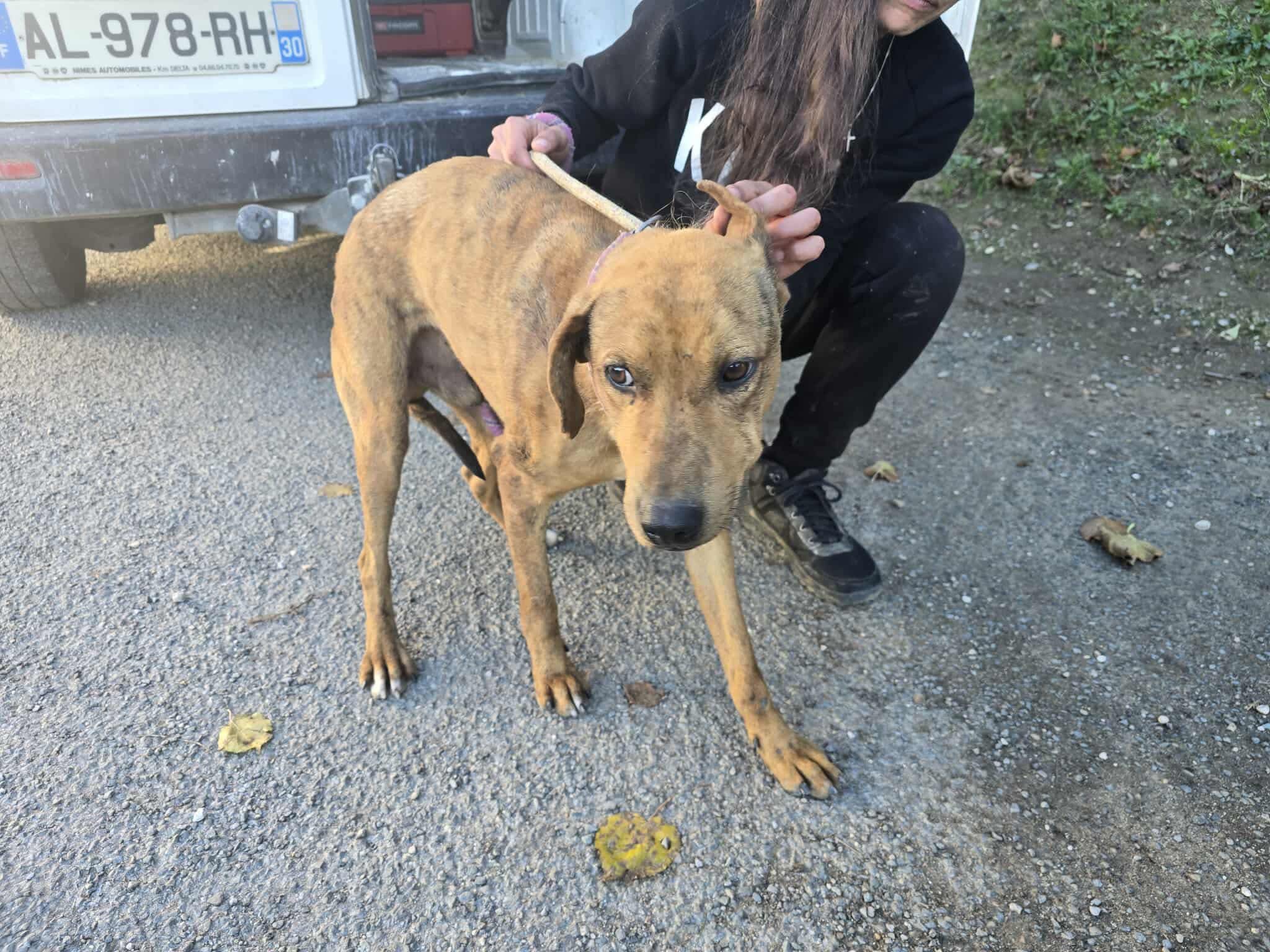 FO Chien B527 2 10-12