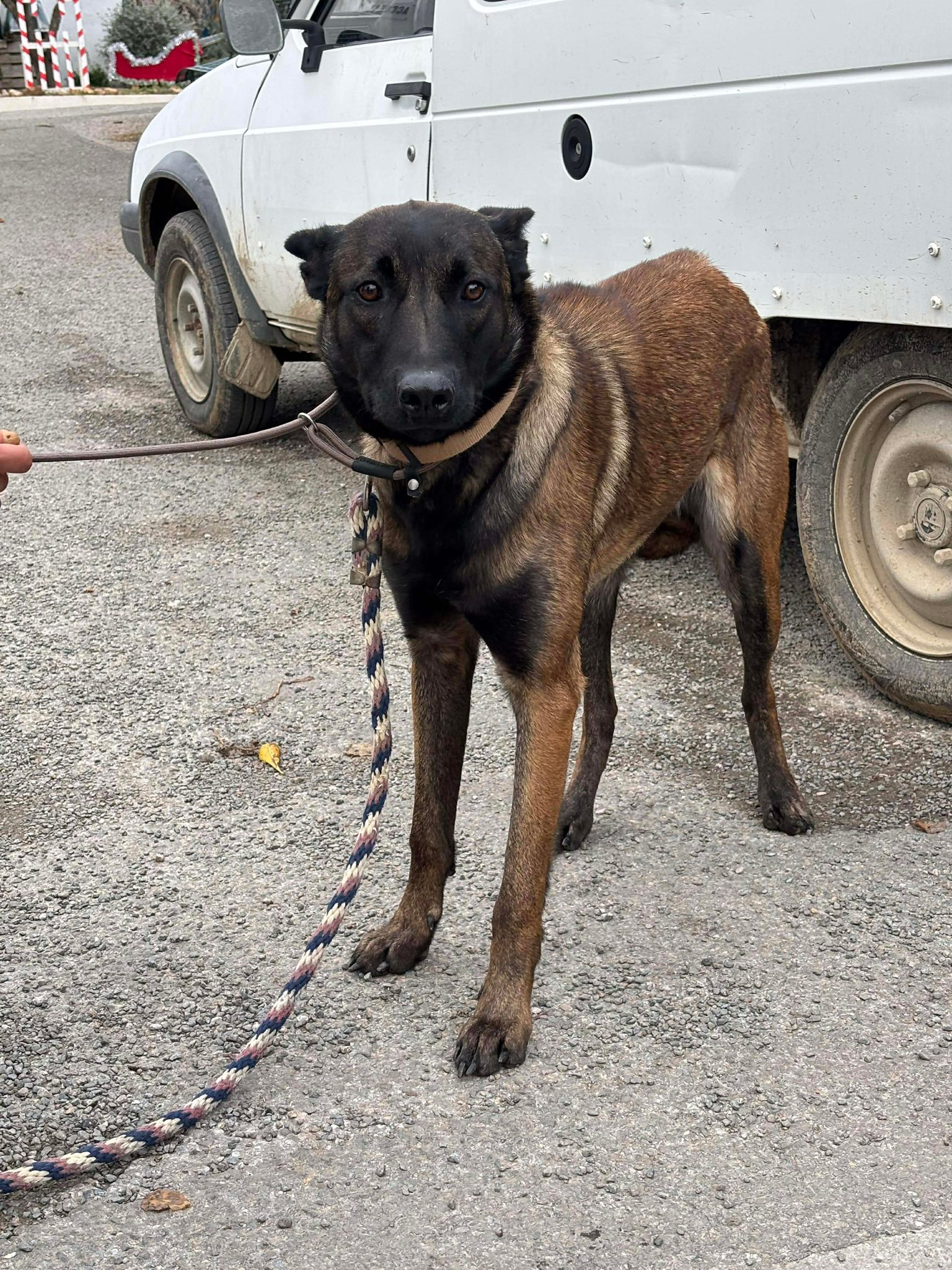 FO chien 2_B531 10-12