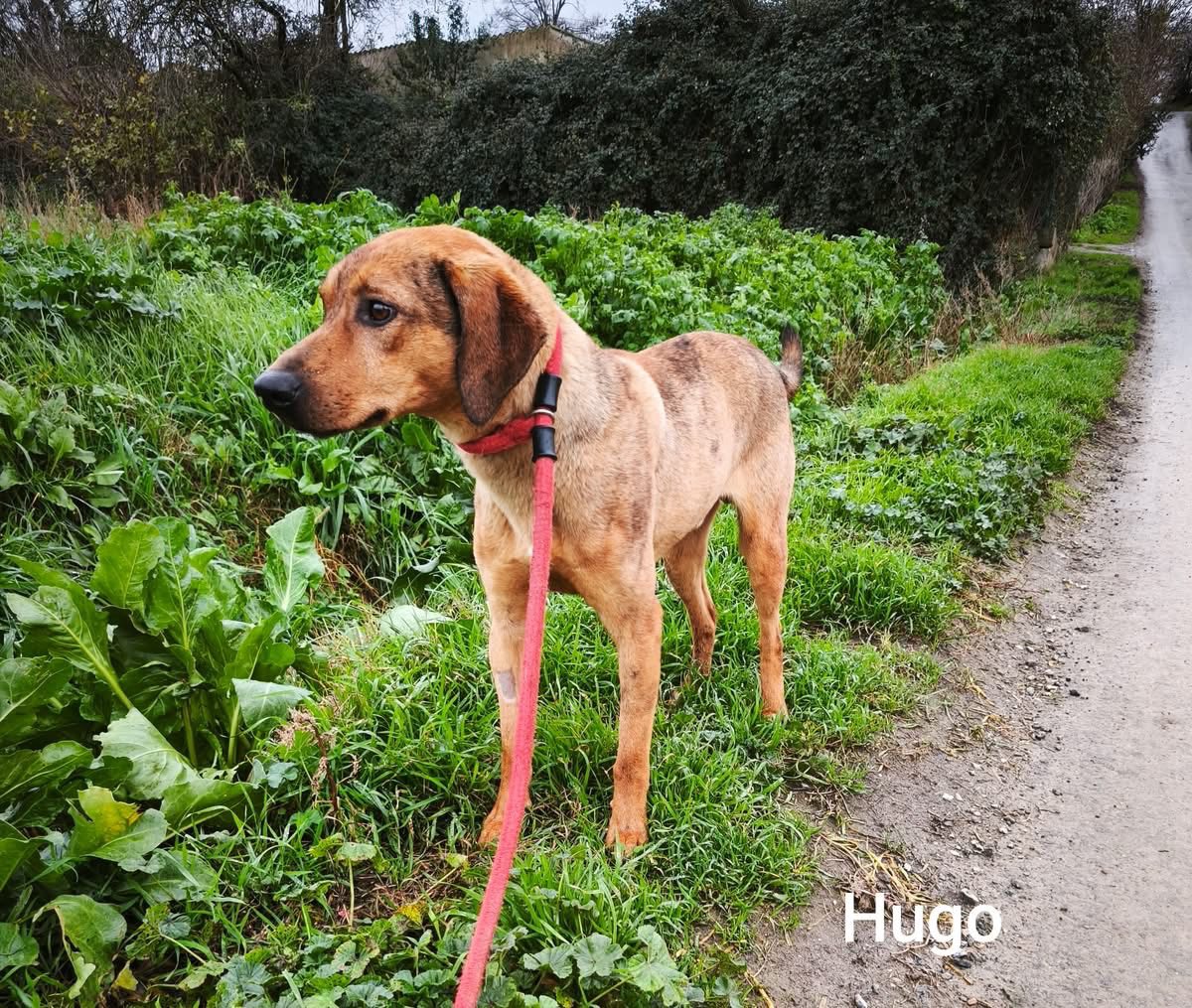 Lire la suite à propos de l’article Hugo