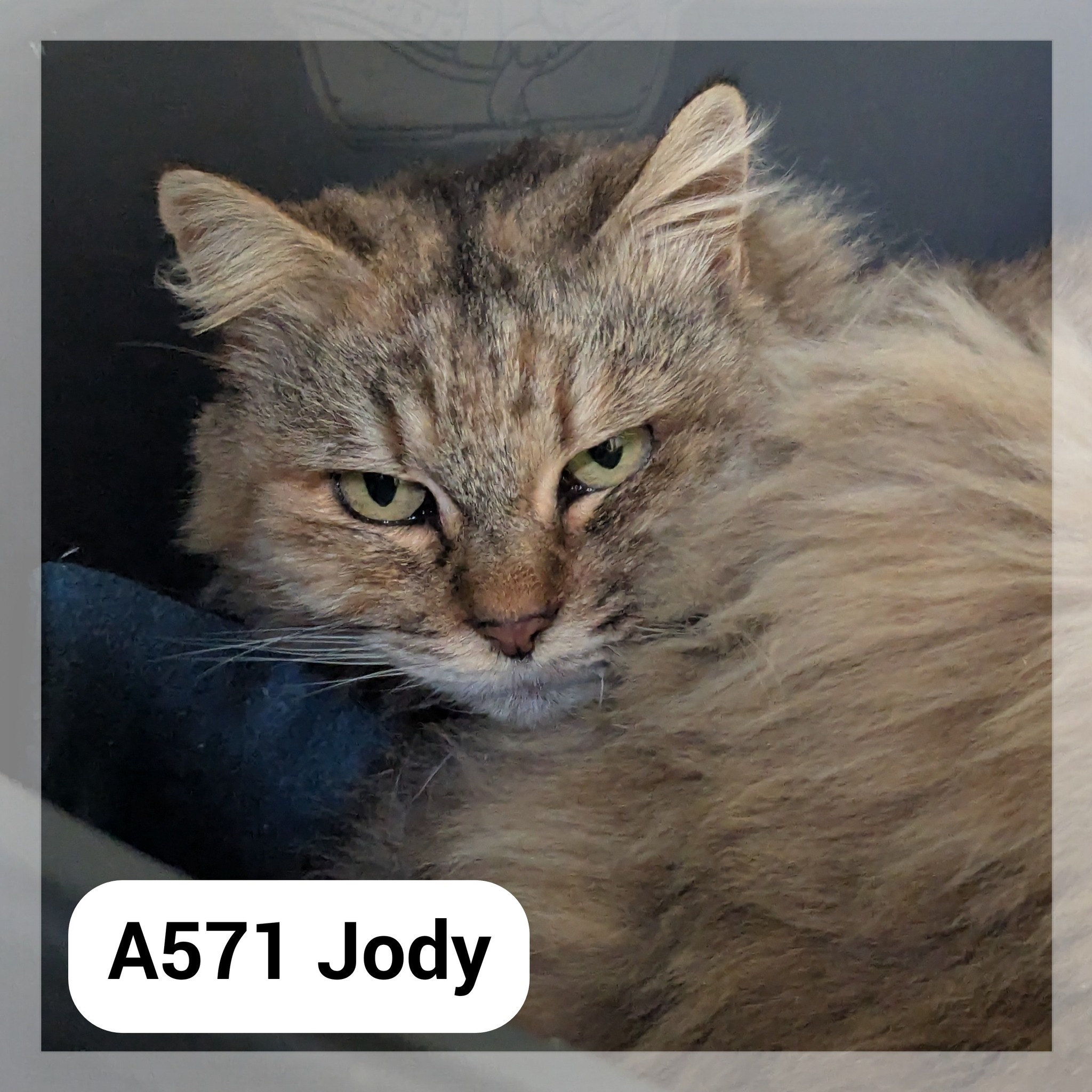 Jody (1)