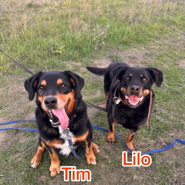 Lilo & Tim – URGENT SOS FALD