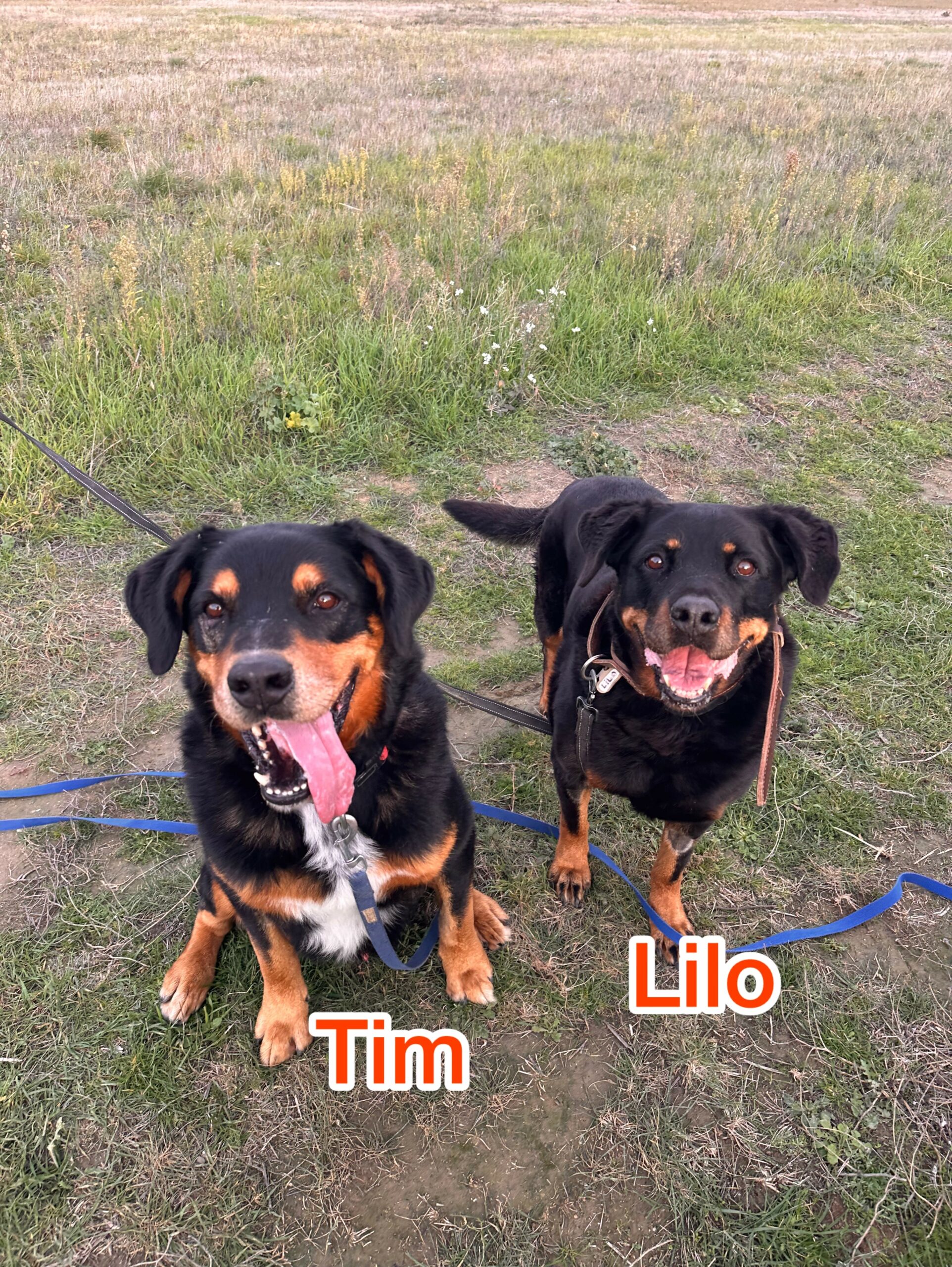 Lilo et Tim 0