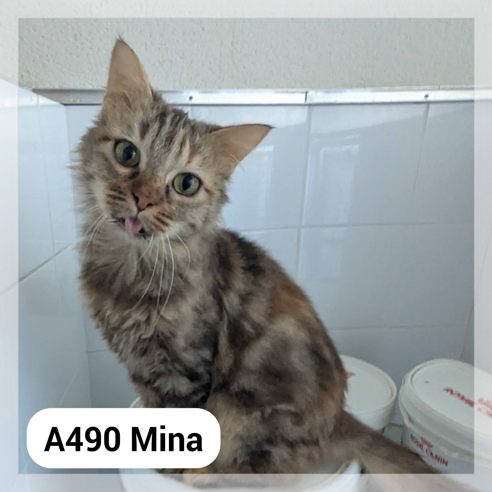 Lire la suite à propos de l’article Mina