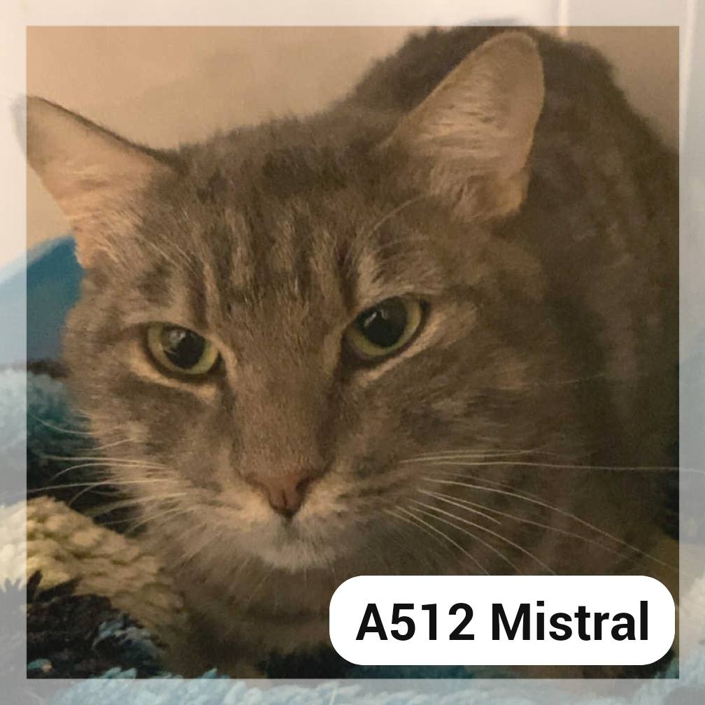 Lire la suite à propos de l’article Mistral