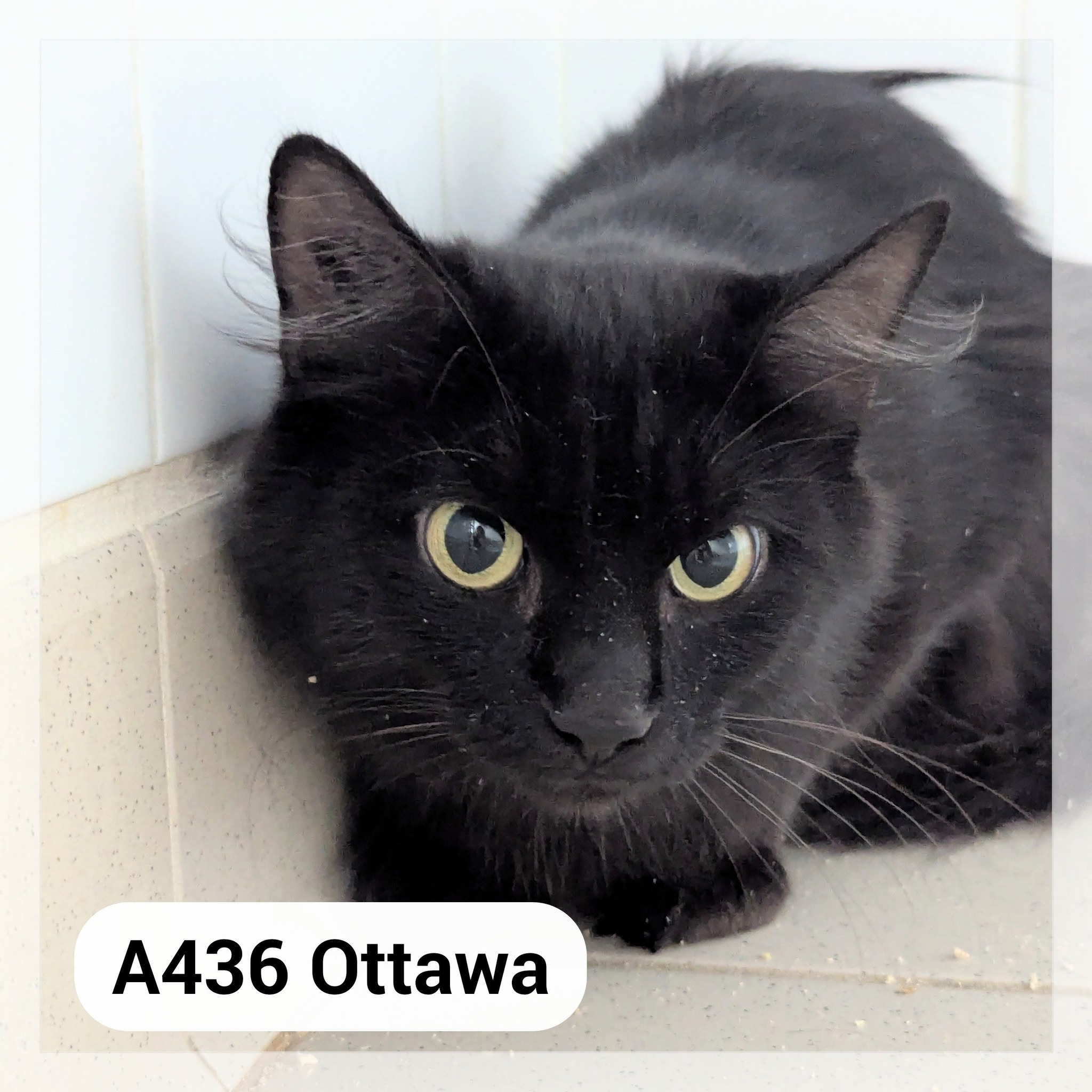 Lire la suite à propos de l’article Ottawa