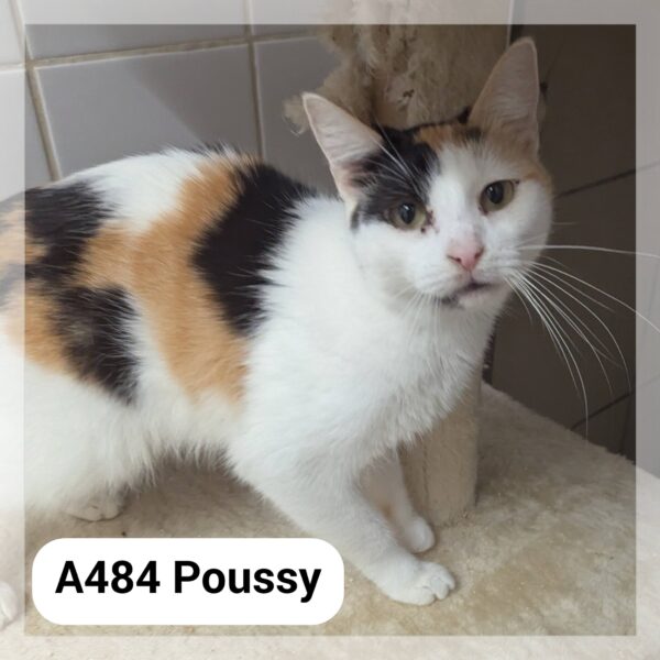 Poussy