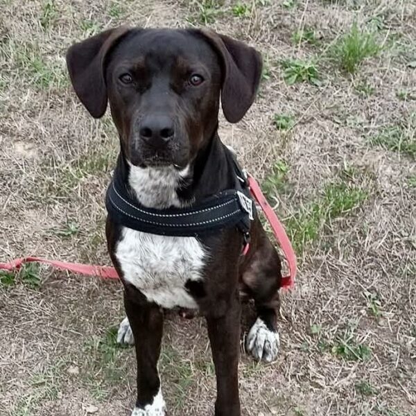 Alerte – Spirou s’est échappé