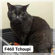 Tchoupi, chat à l’adoption à la SCPA de Carcassonne