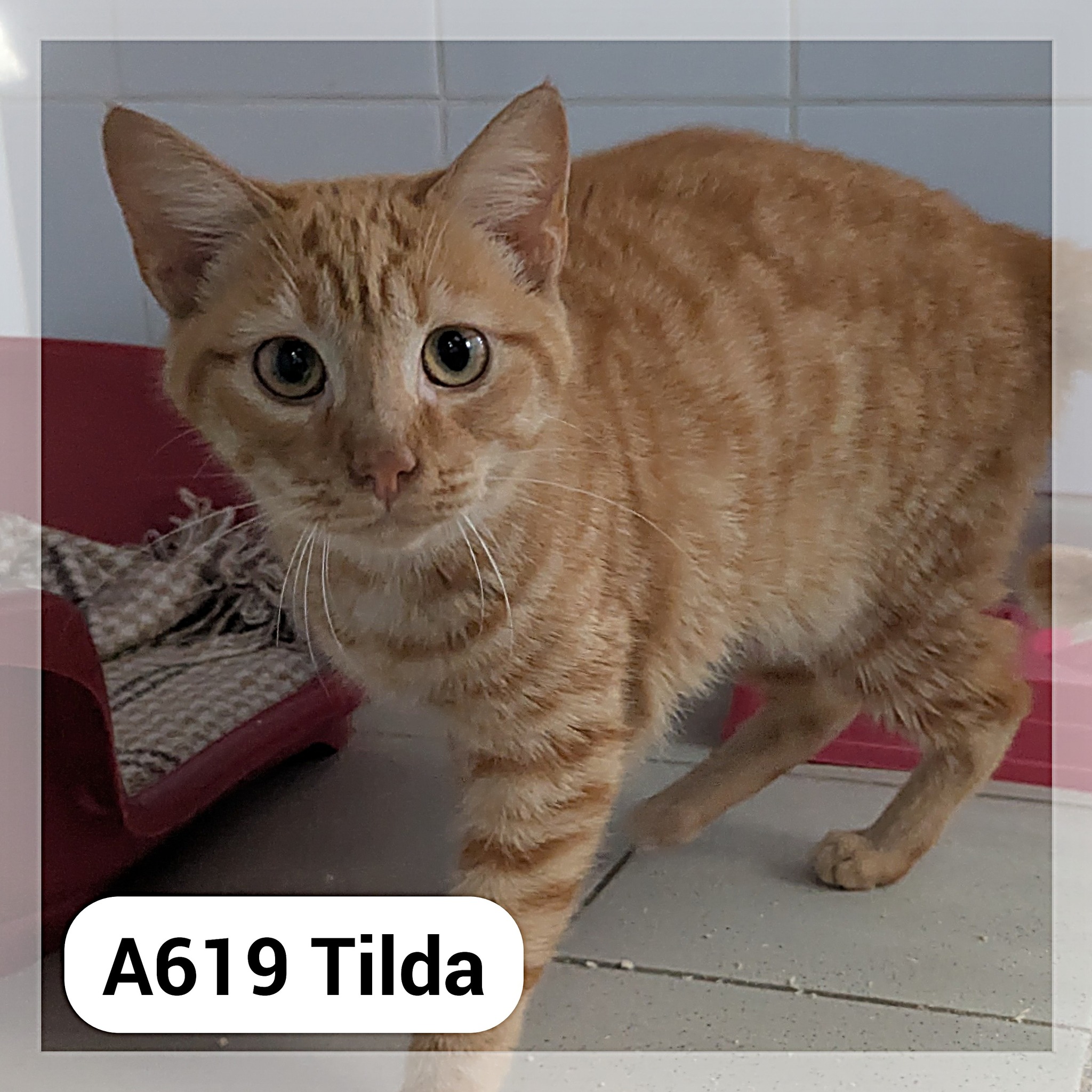 Lire la suite à propos de l’article Tilda