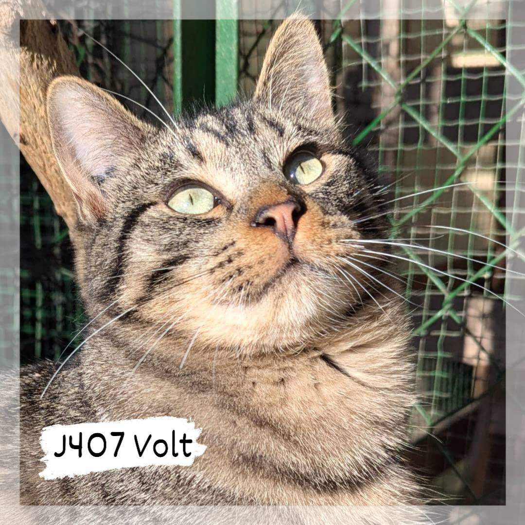 Lire la suite à propos de l’article Volt