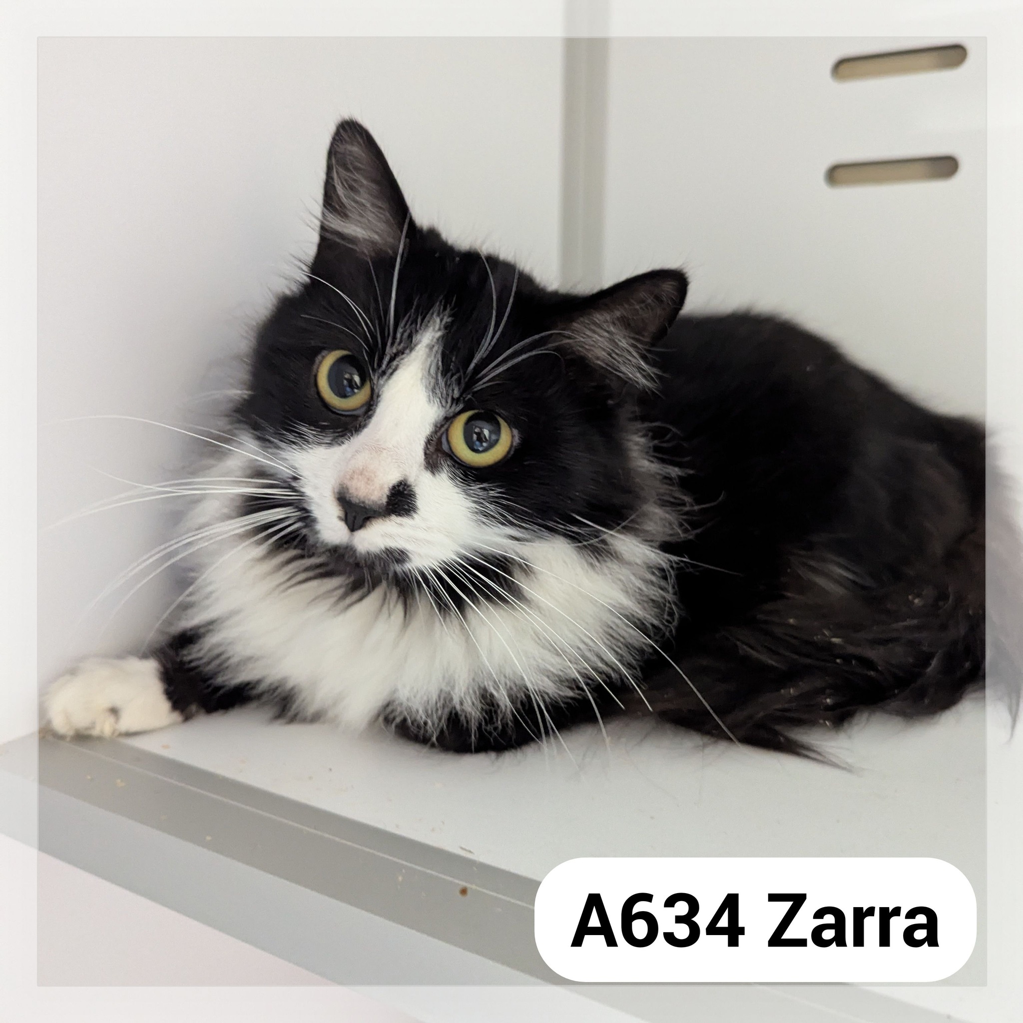 Lire la suite à propos de l’article Zarra