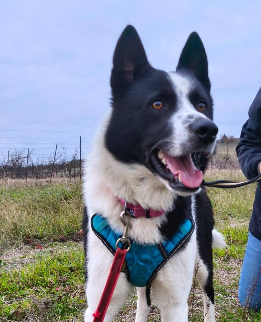 Lire la suite à propos de l’article Bordy