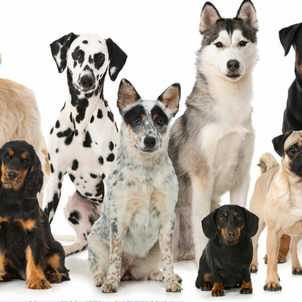 FOURRIÈRE CHIENS –  du 8/12 au 16/12 2025