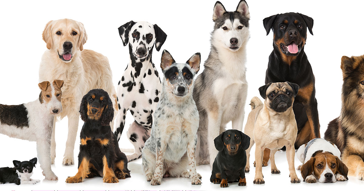 Lire la suite à propos de l’article FOURRIÈRE CHIENS –  du 8/12 au 16/12 2025