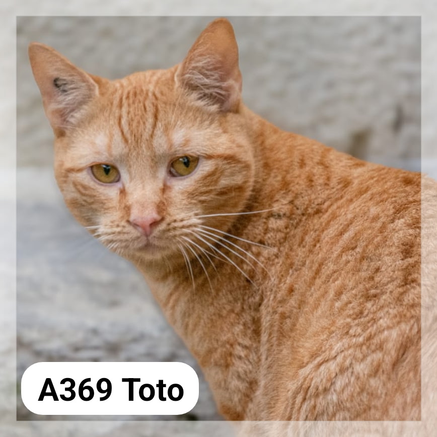 Lire la suite à propos de l’article Toto