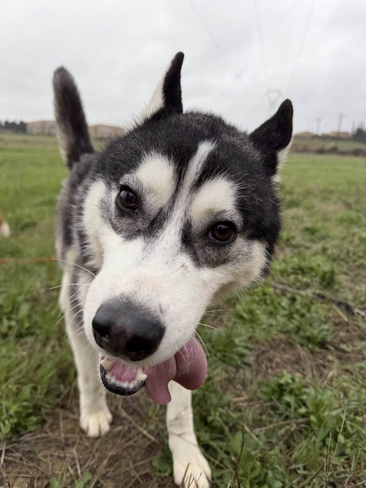 609020654_1288698416617197_1280999753986551063_n