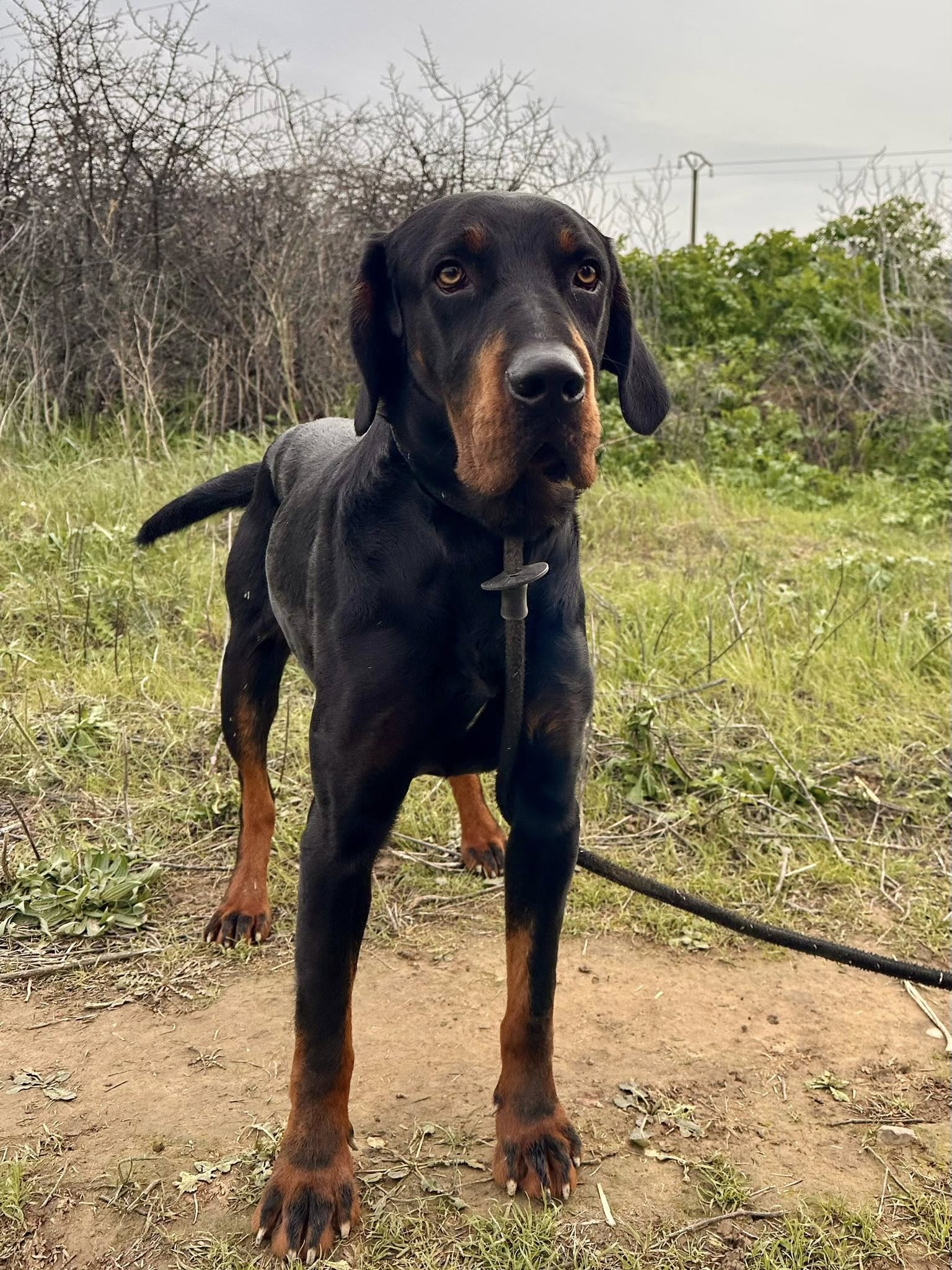 Lire la suite à propos de l’article Verdi