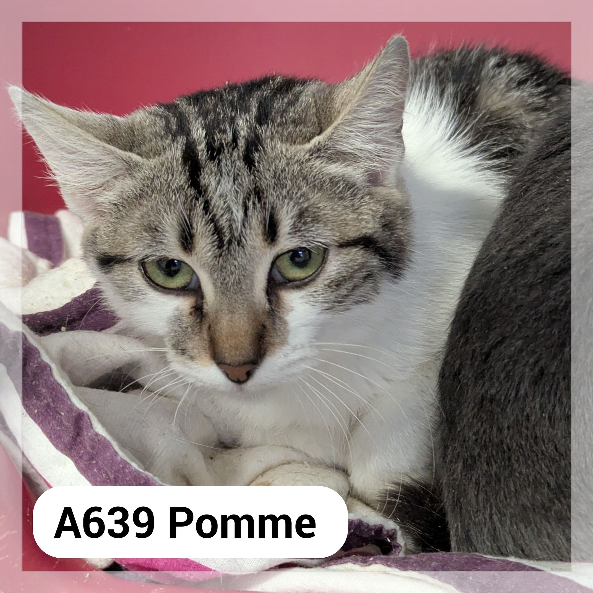 Lire la suite à propos de l’article Pomme