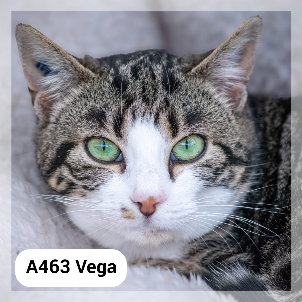 Lire la suite à propos de l’article Vega