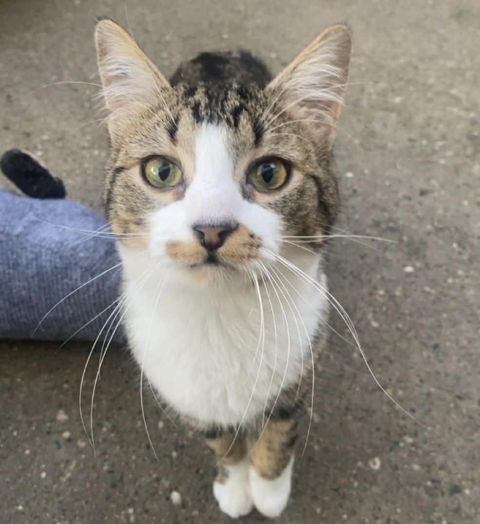 Lire la suite à propos de l’article Atcham