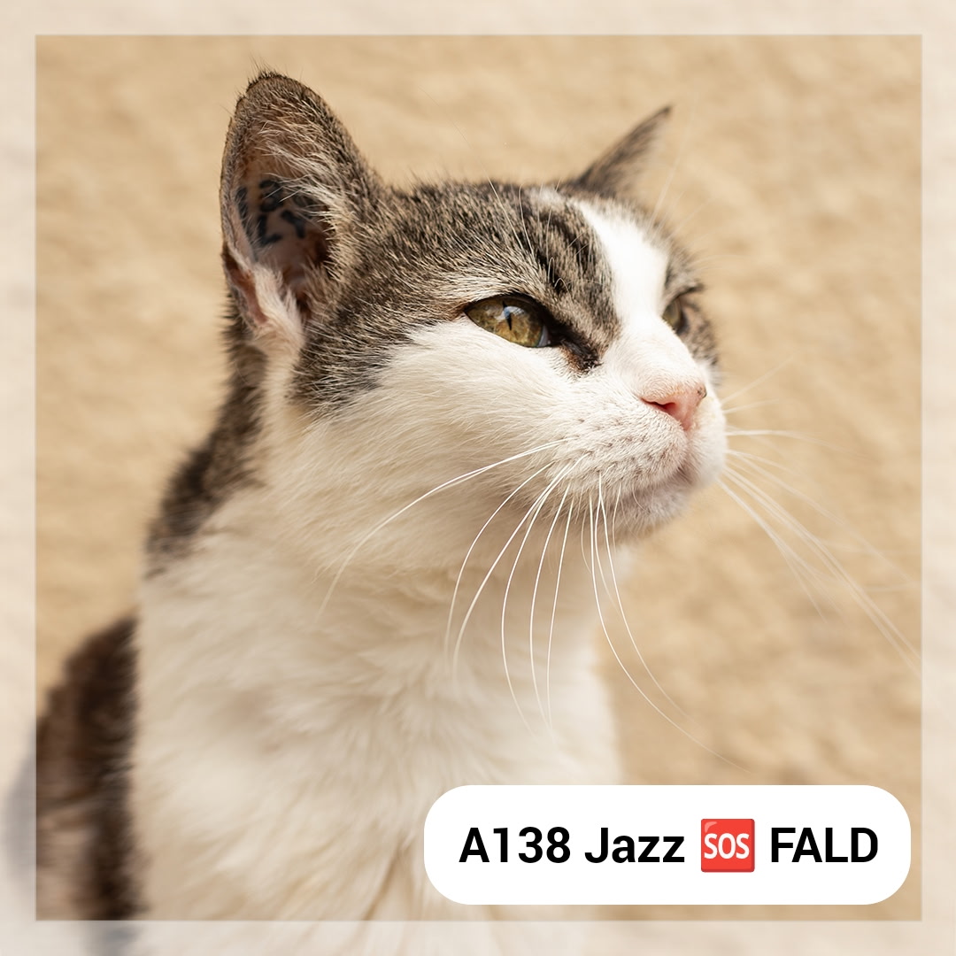 Lire la suite à propos de l’article 🆘 Jazz – *Recherche FALD*