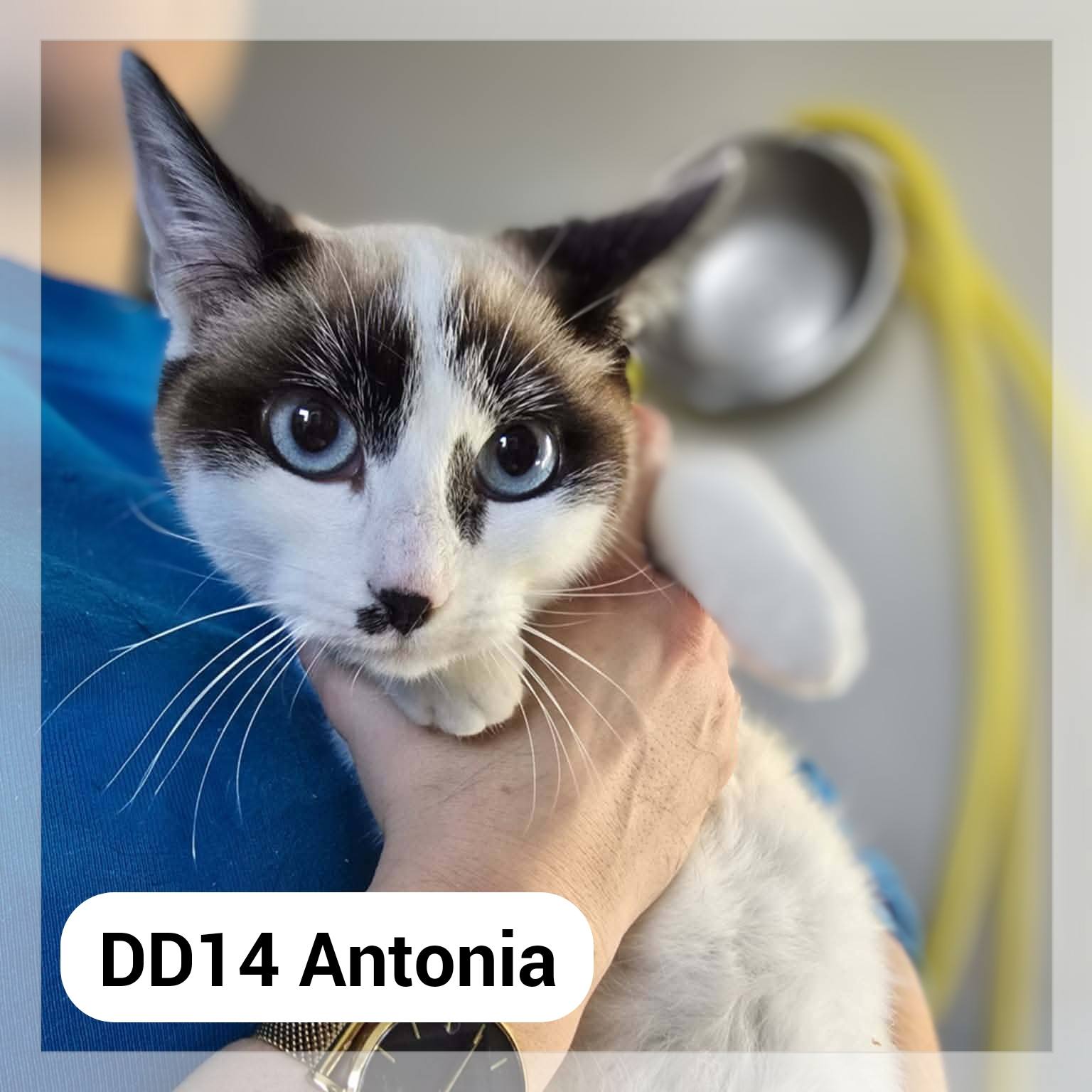 Lire la suite à propos de l’article Antoñia