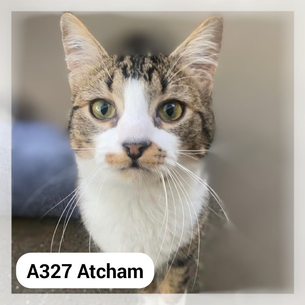 Lire la suite à propos de l’article Atcham