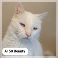 Bounty - F.A. au Neko Castel, café des chats (Foix), chat à l’adoption à la SCPA de Carcassonne
