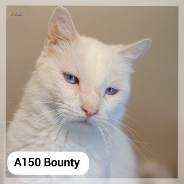 Bounty – F.A. au Neko Castel, bar à chat