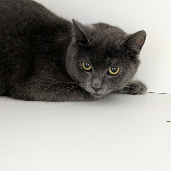 29/01 – FOURRIÈRE Chat DD31