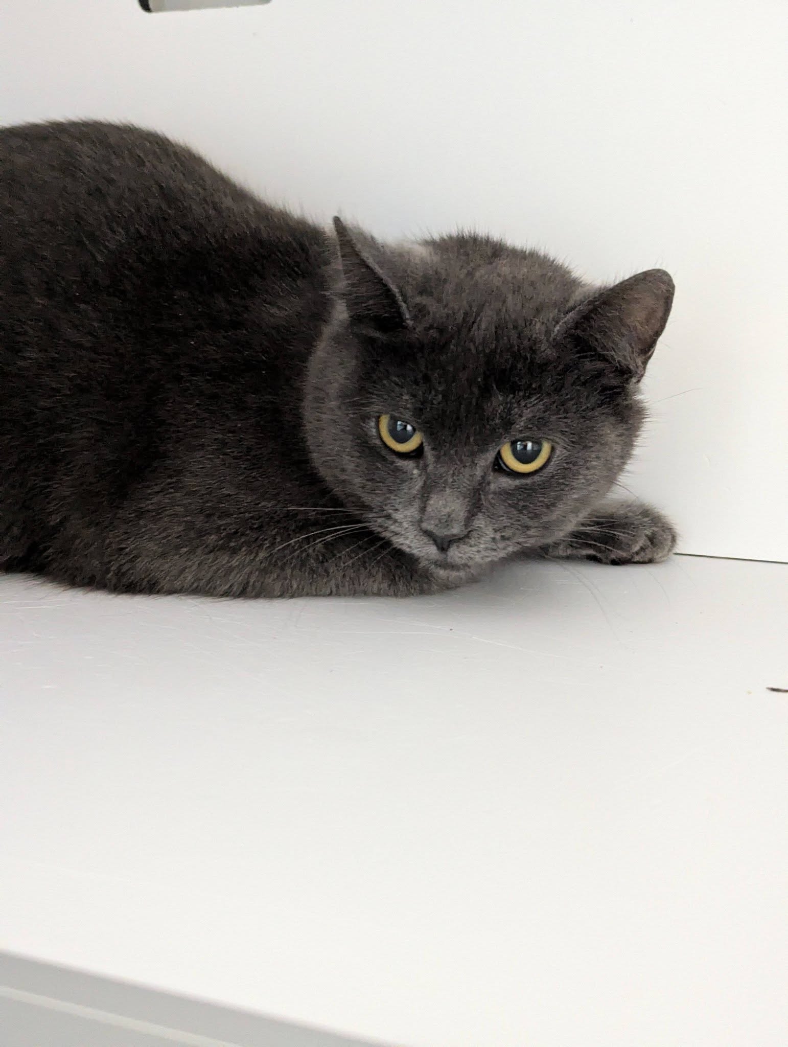 Lire la suite à propos de l’article 29/01 – FOURRIÈRE Chat DD31