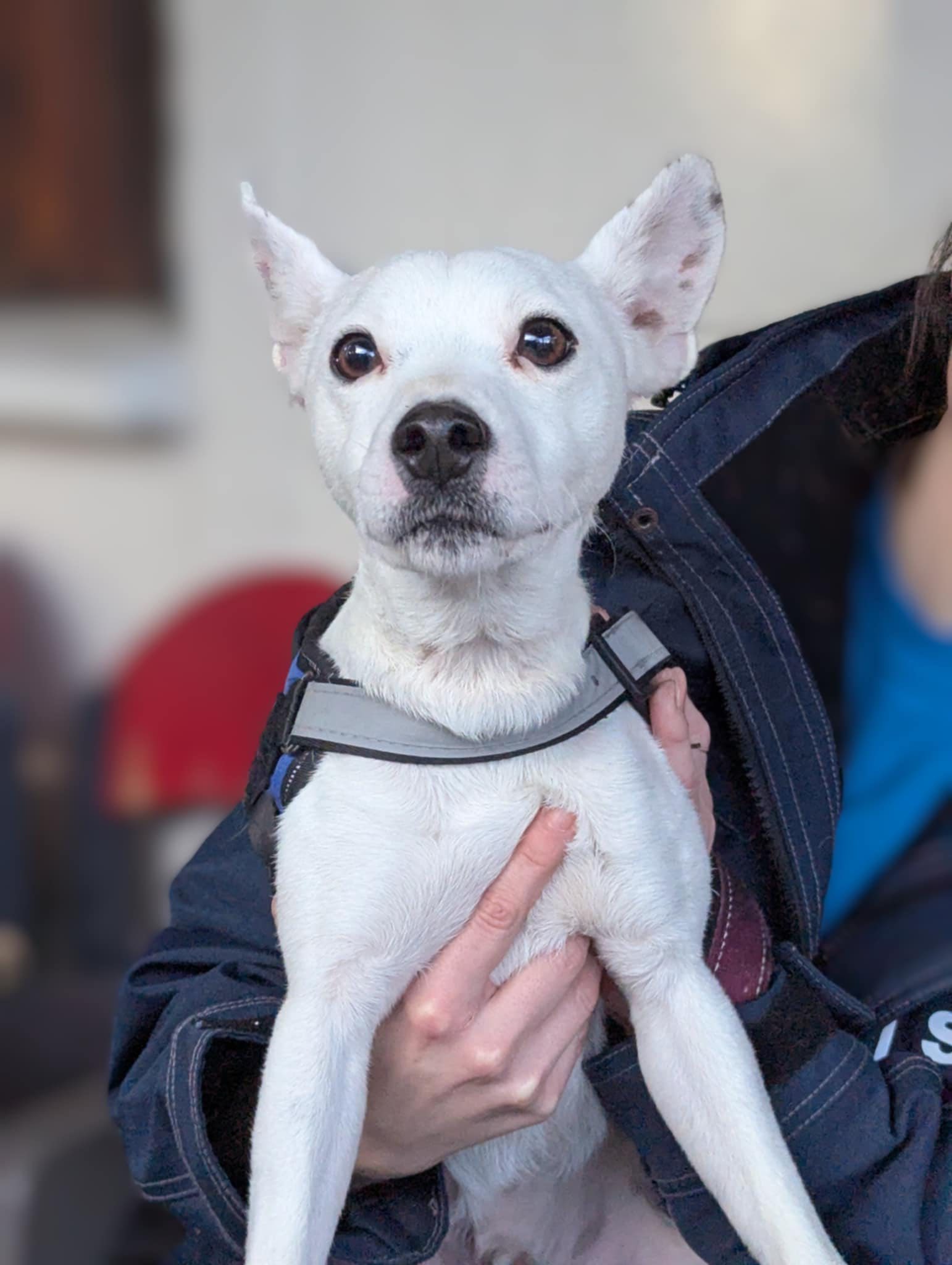 Lire la suite à propos de l’article Benji