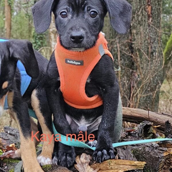 Inya+Kaya+Enzo  CHIOTS