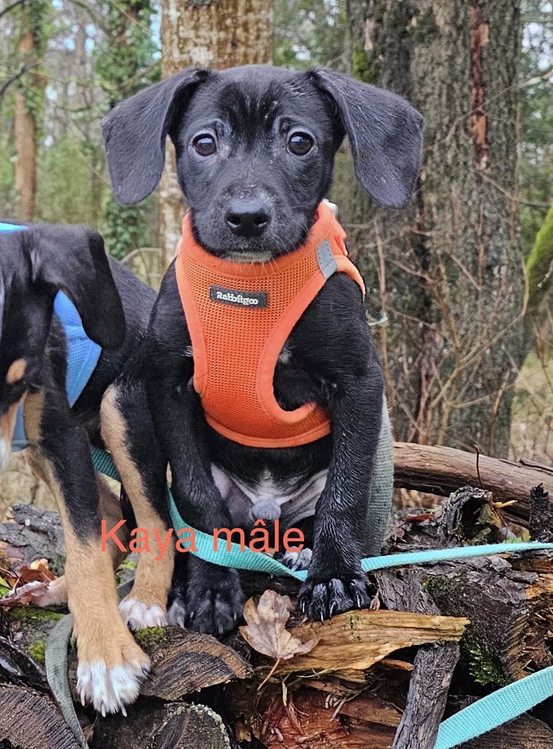 Lire la suite à propos de l’article Inya+Kaya+Enzo – En F.A.