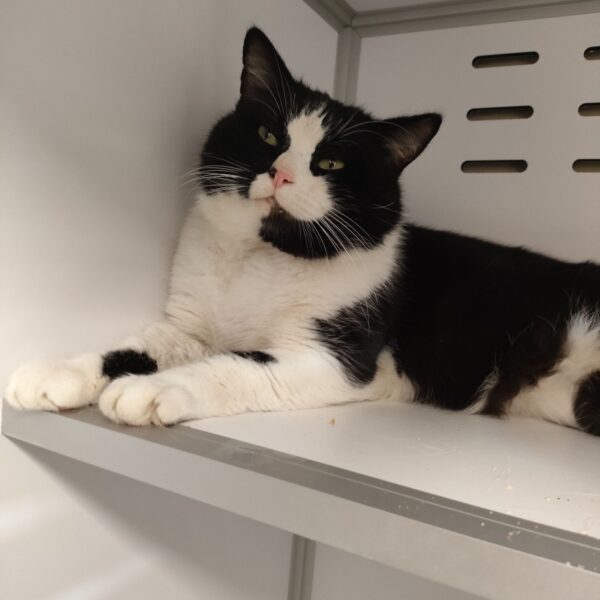 22/01 – FOURRIÈRE Chat DD23