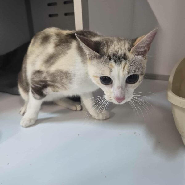 19/01 – FOURRIÈRE Chat DD18