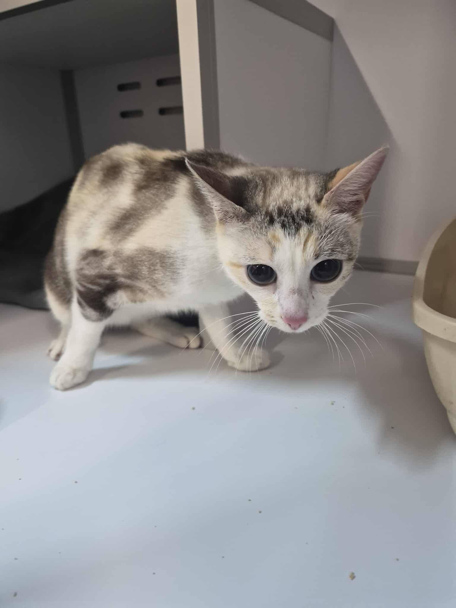 Lire la suite à propos de l’article 19/01 – FOURRIÈRE Chat DD18